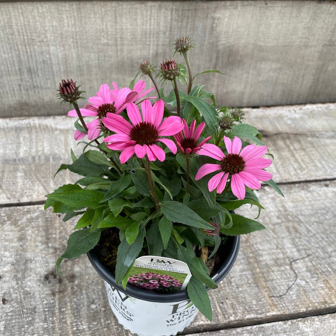 planting echinacea in pots Echinacea The Fuchsia is Bright