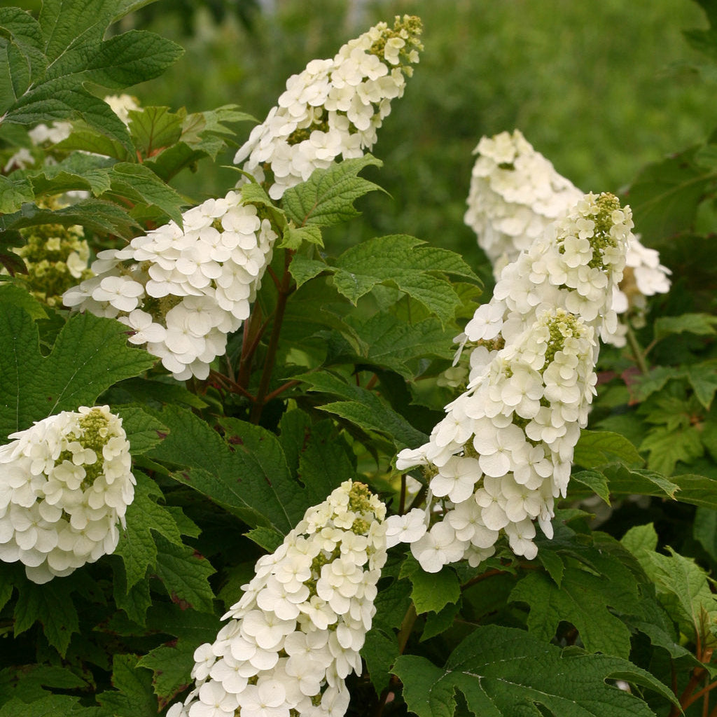 Hydrangea – tagged “Disease Resistant” – New Blooms Nursery