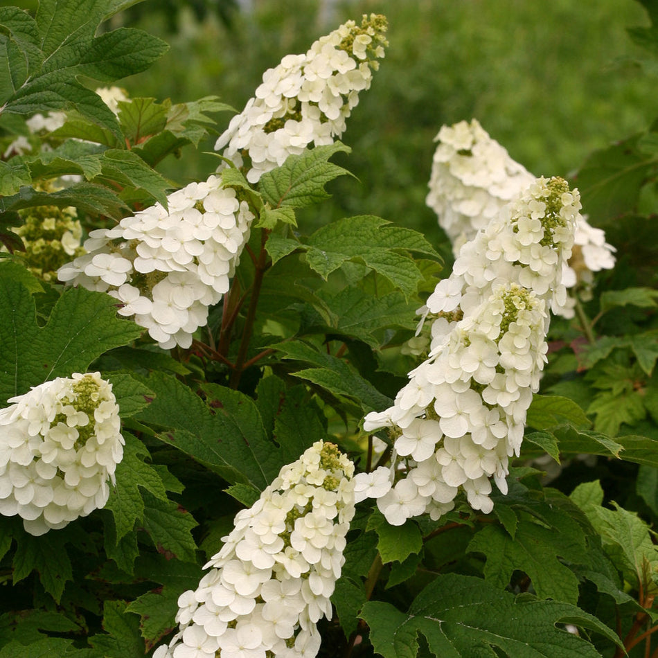 'Gatsby Gal®' Oakleaf hydrangea