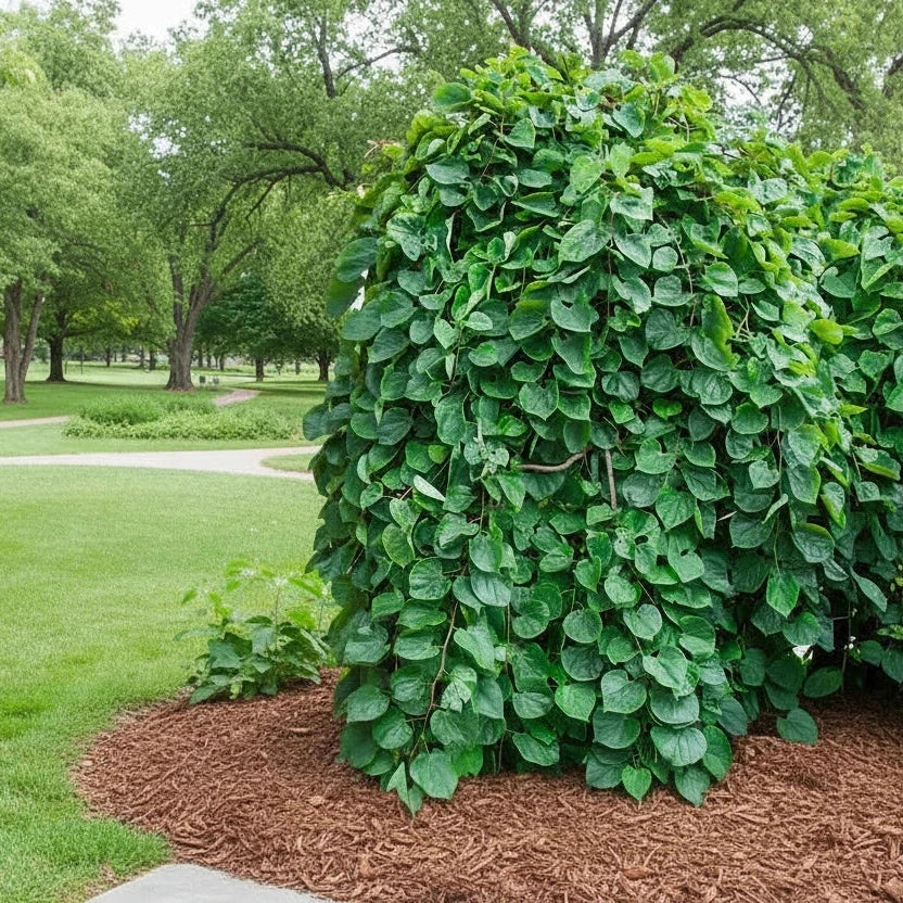 Green Machine™ Redbud