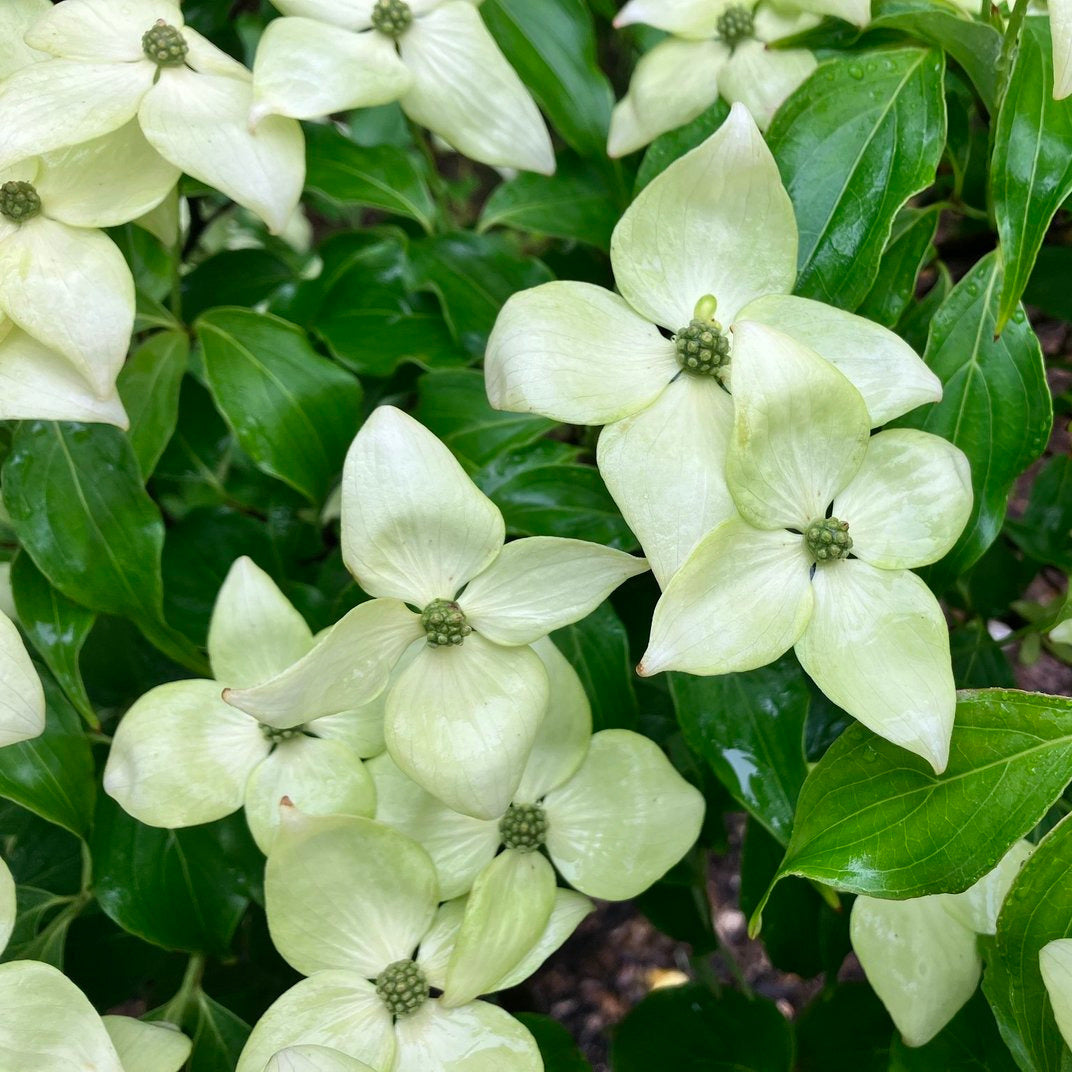茶 KOU Greensleeves Kousa Dogwood – New Blooms Nursery