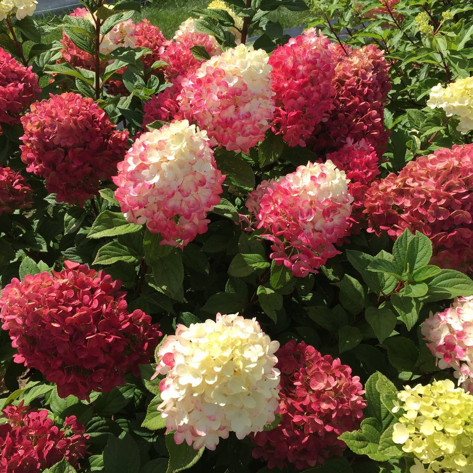Hydrangea 'Little Lime Punch®'