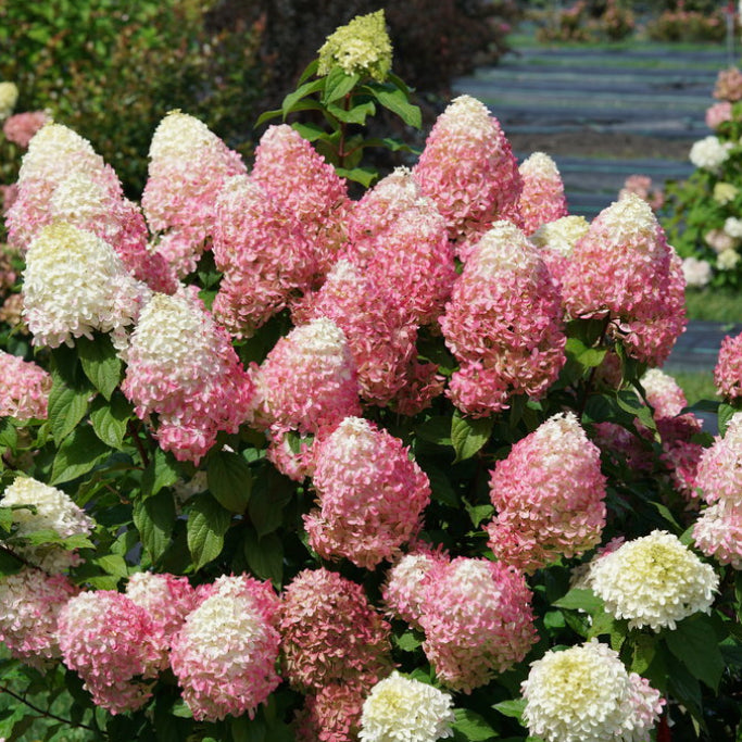 Hydrangea 'Quck Fire Fab®'