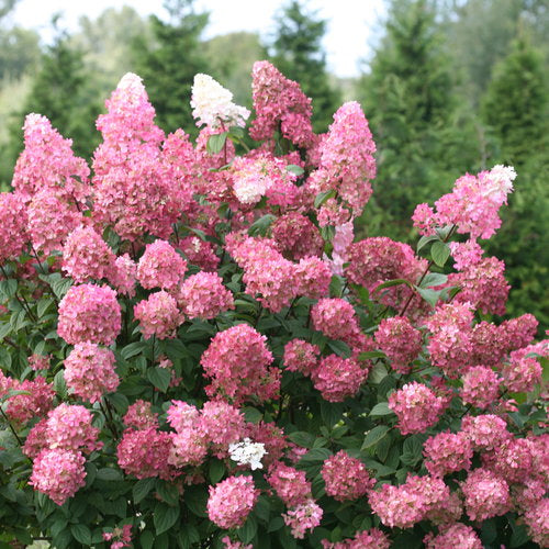 Firelight Hydrangea