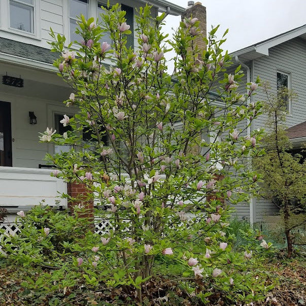 magnolia house plant Magnolia Liliiflora Jane Tree – New Blooms Nursery