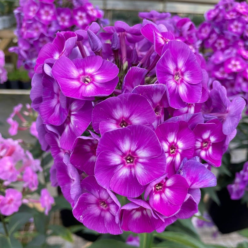Phlox Paniculata 'Laura'  New Blooms Nursery