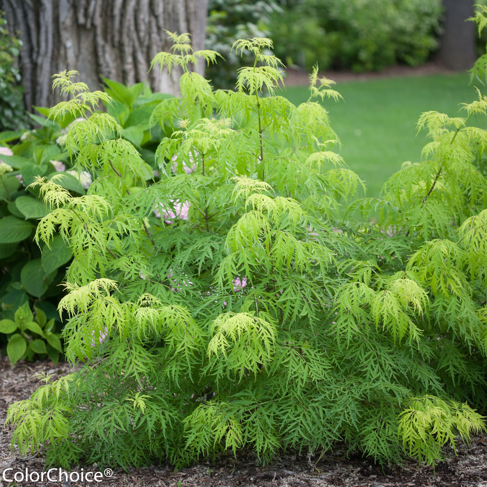 Lemony Lace® Elderberry