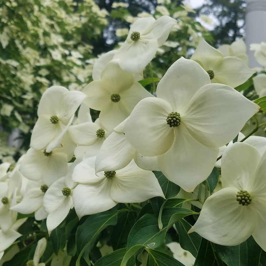 ⋆⋆‪⋆Kou⋆⋆‪⋆ Milky Way Kousa Dogwood – New Blooms Nursery