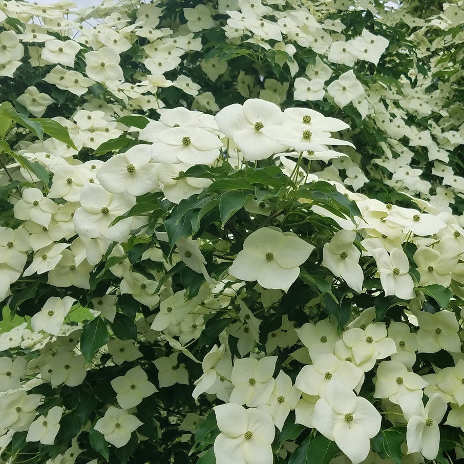 Milky Way Kousa Dogwood – New Blooms Nursery