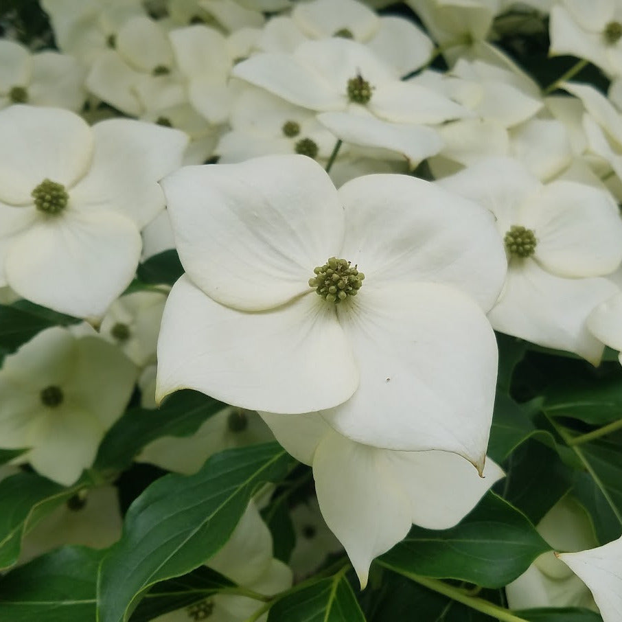 Milky Way Kousa Dogwood – New Blooms Nursery