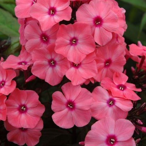 Phlox Paniculata Coral Creme Drop