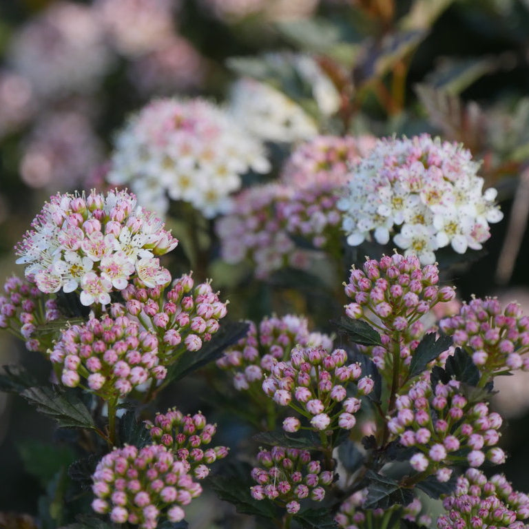 'Tiny Wine®' Ninebark