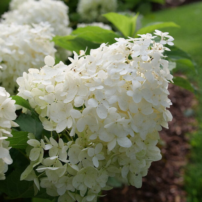 Hydrangea 'Puffer Fish®'