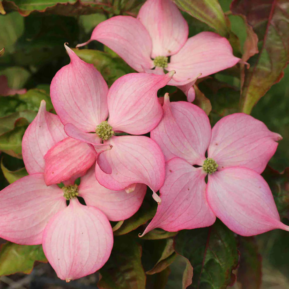 Rosy Teacups Pink Dogwood