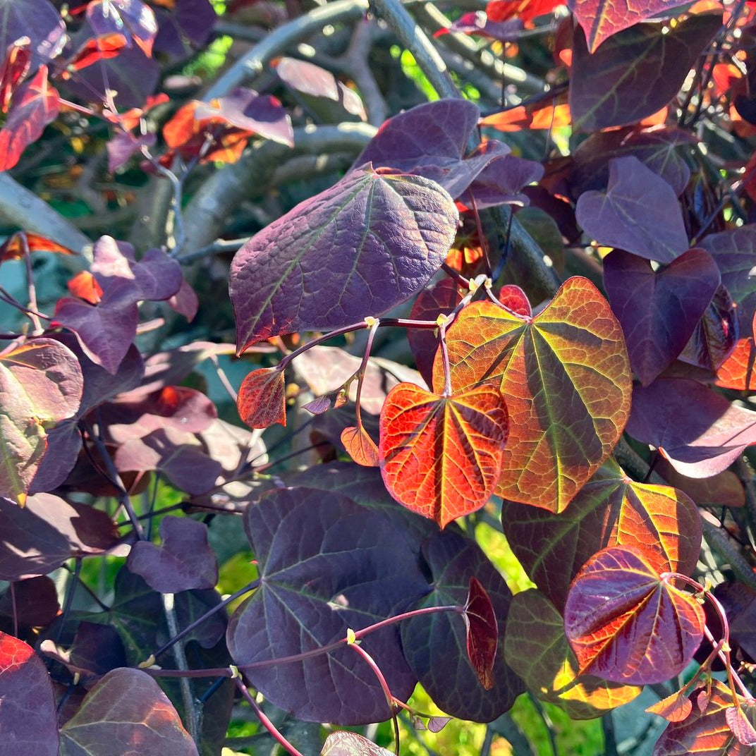 Ruby Falls Redbud - Cercis Candensis – New Blooms Nursery