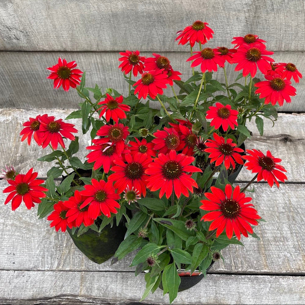 echinacea sombrero salsa red seeds Echinacea 'Sombrero Salsa Red'