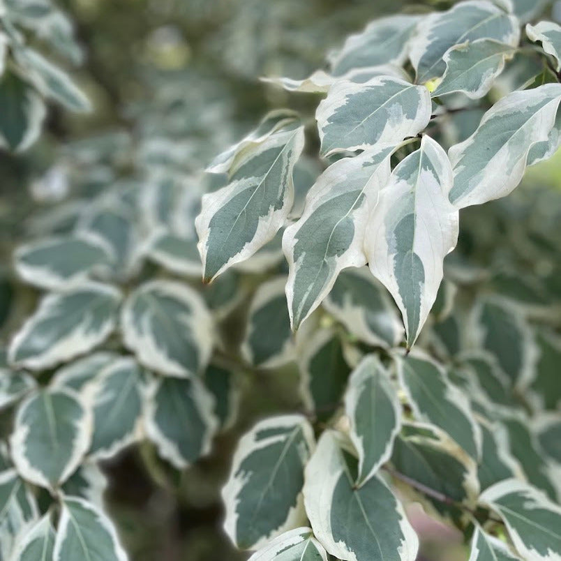 Samaritan® Kousa Dogwood – New Blooms Nursery