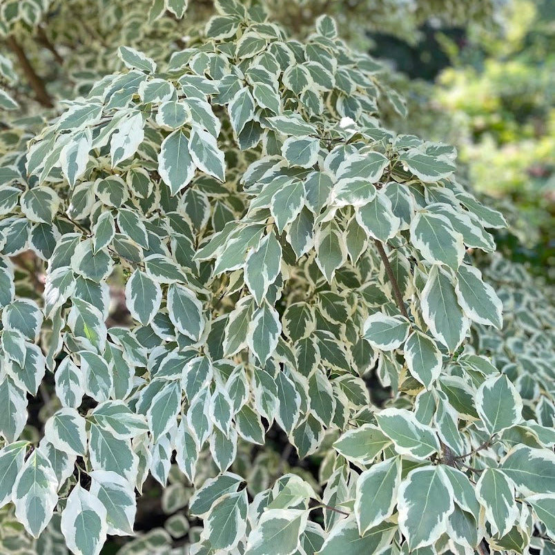 Samaritan® Kousa Dogwood – New Blooms Nursery
