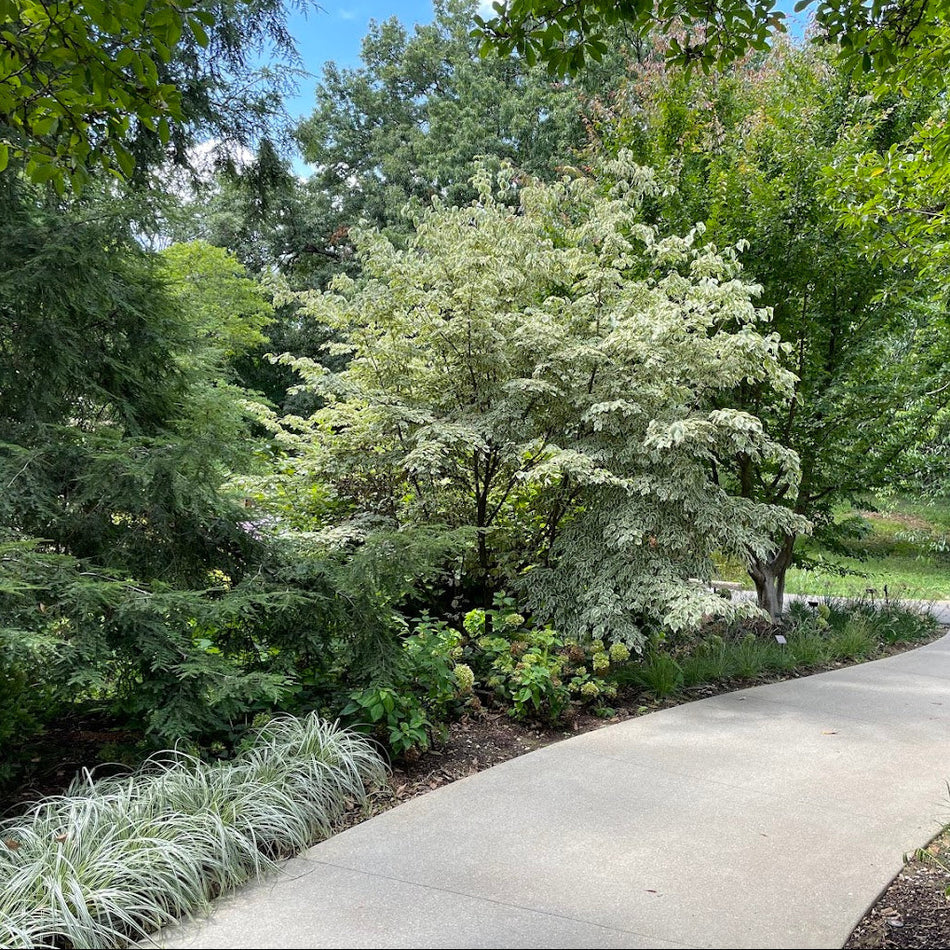 Samaritan® Kousa Dogwood