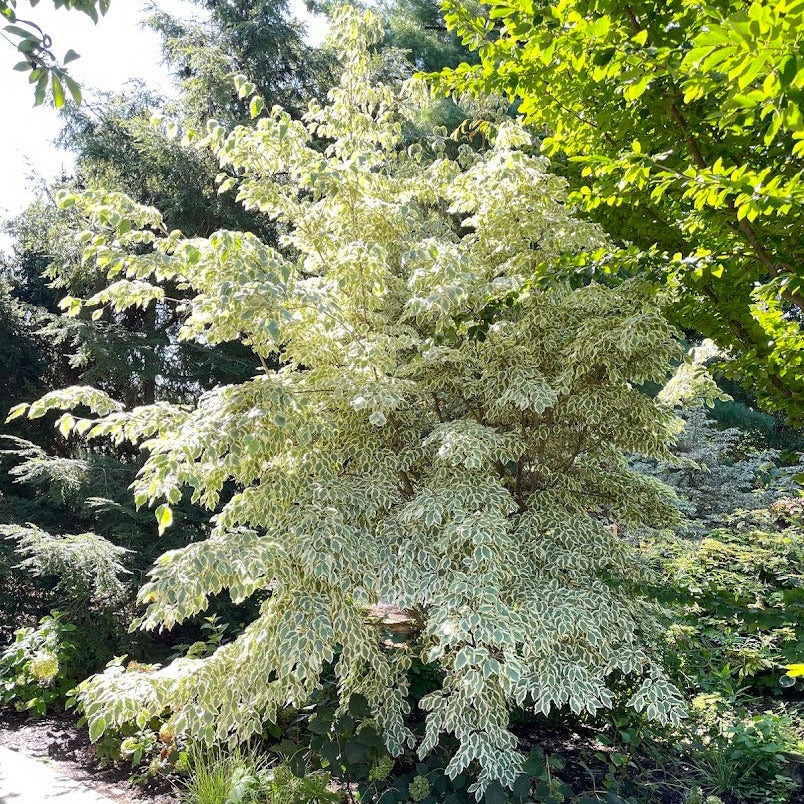 Samaritan® Kousa Dogwood – New Blooms Nursery