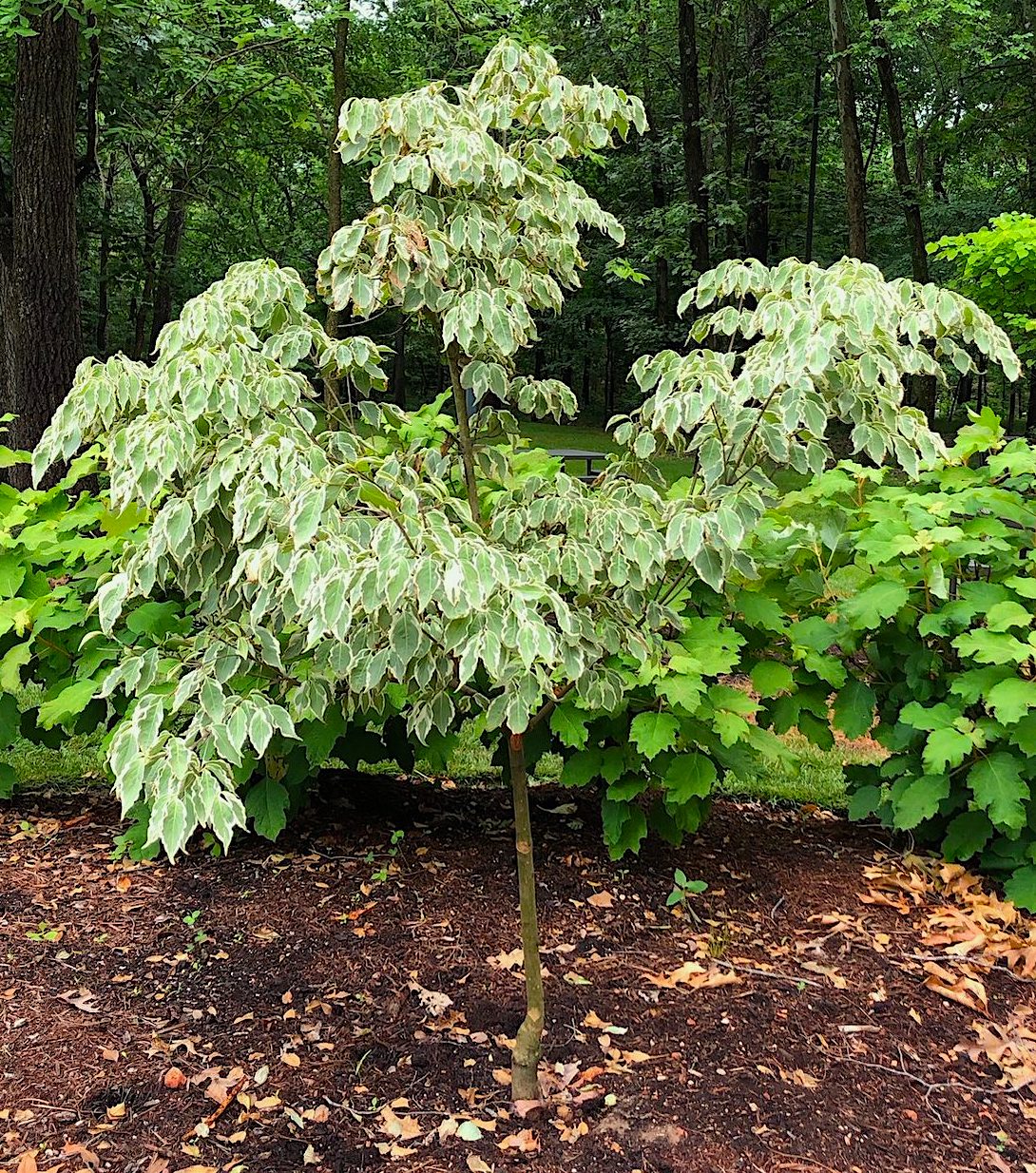 Samaritan® Kousa Dogwood – New Blooms Nursery