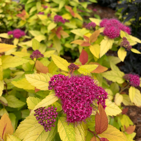 Purple flowers with green and yellow leaves in a garden setting
