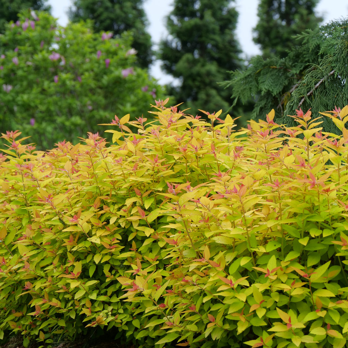 Green shrub with red-brown leaves in a garden setting