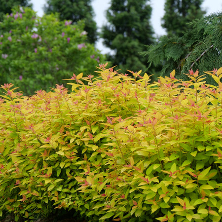 Green shrub with red-brown leaves in a garden setting