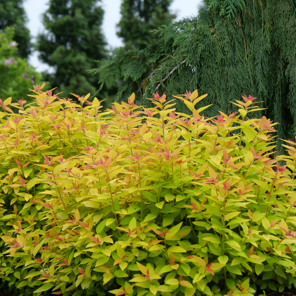 Green shrub with red-brown leaves in a garden setting
