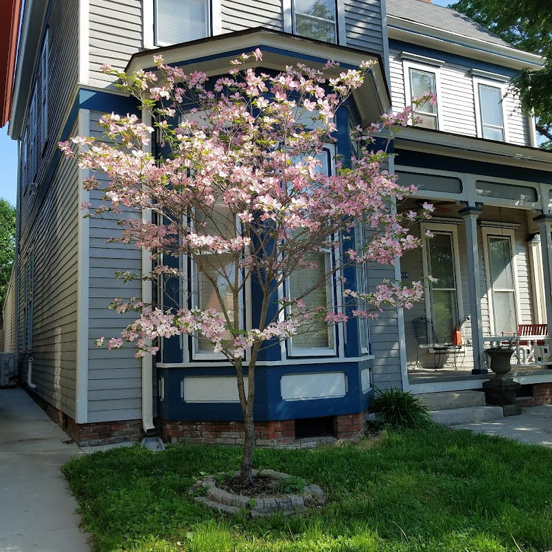 Stellar Pink® Dogwood Rutgan - Hybrid Pink Dogwood