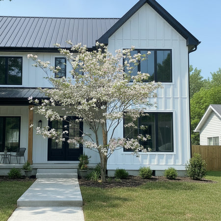 Stellar Pink Variegated Dogwood in Bloom.