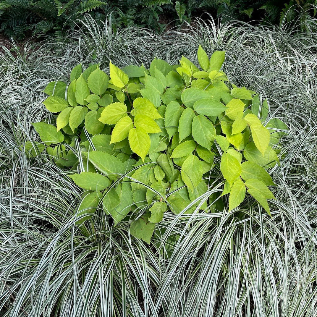 New Blooms Nursery Aralia cordata Sun King - Thumbnail 3