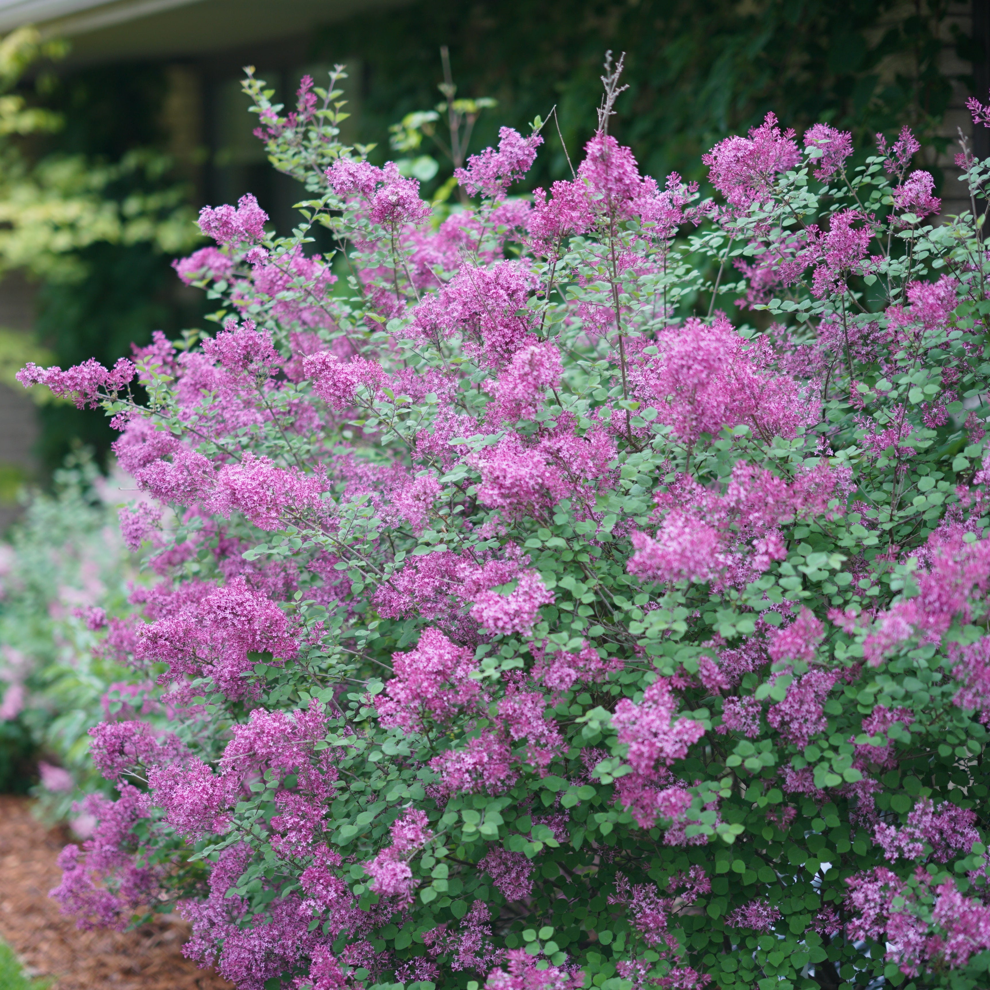 Bush with pink flowers in a garden setting