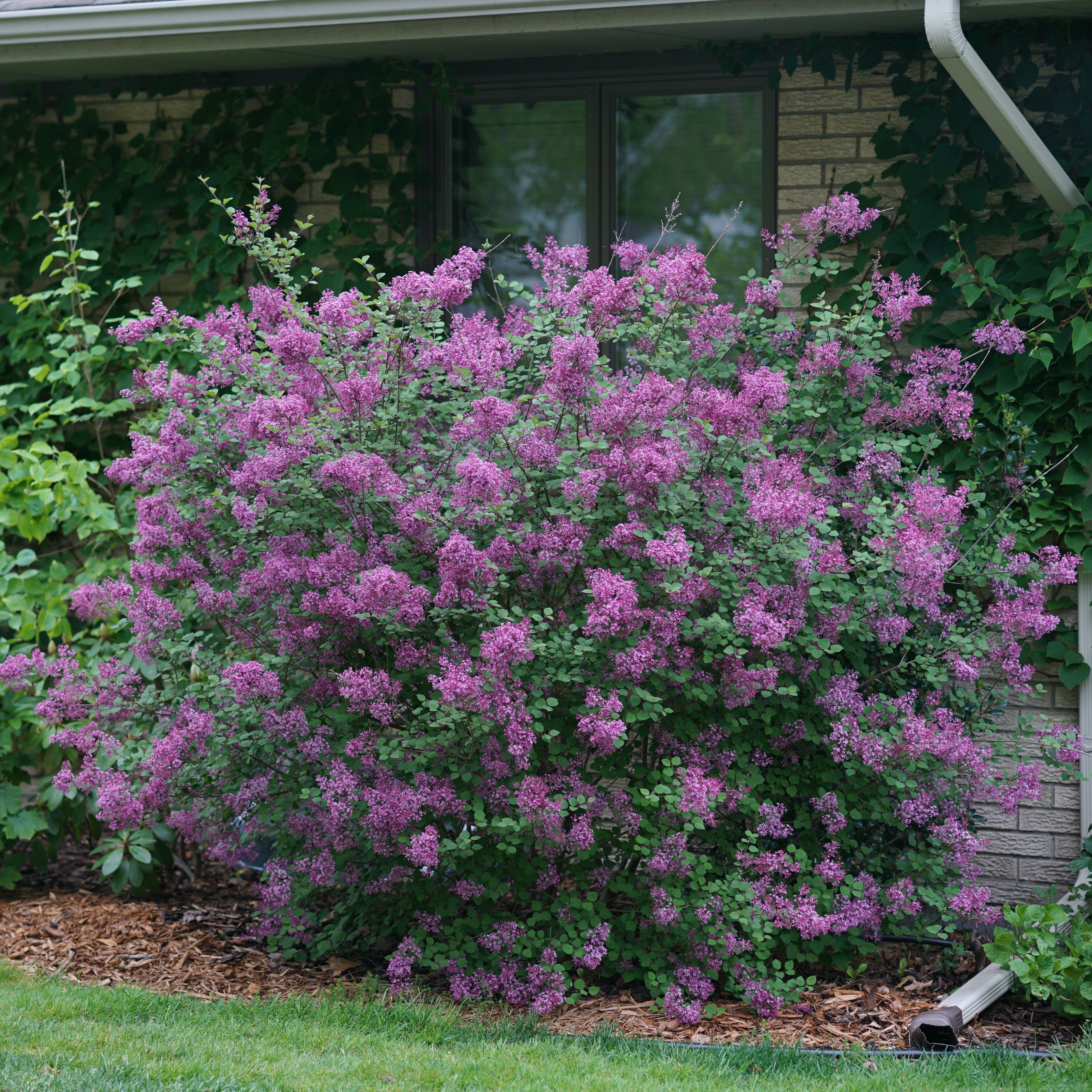 Purple flowering bush in front of a house with greenery