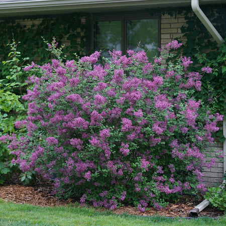 Purple flowering bush in front of a house with greenery