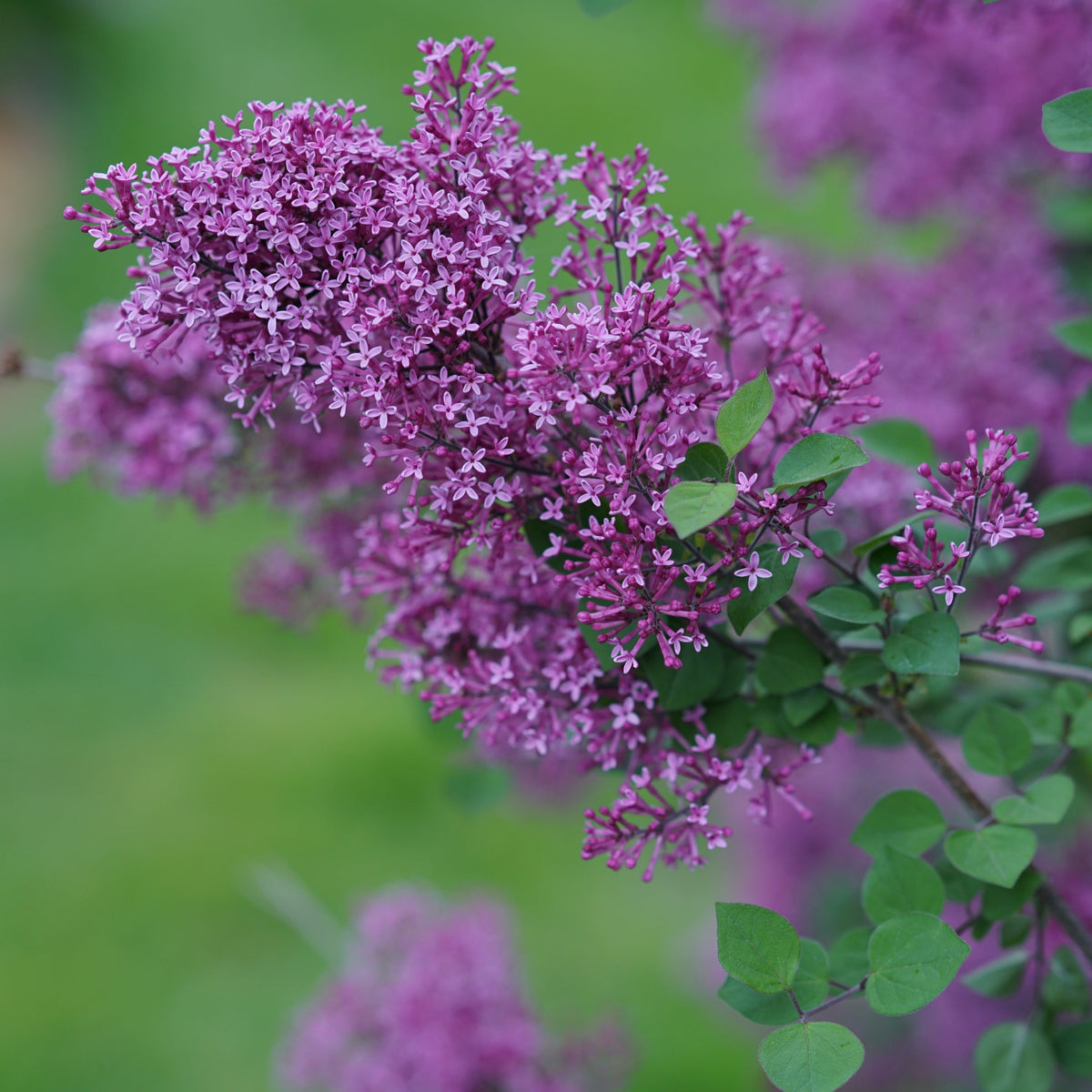 Lilac bloom purple in front of a green background