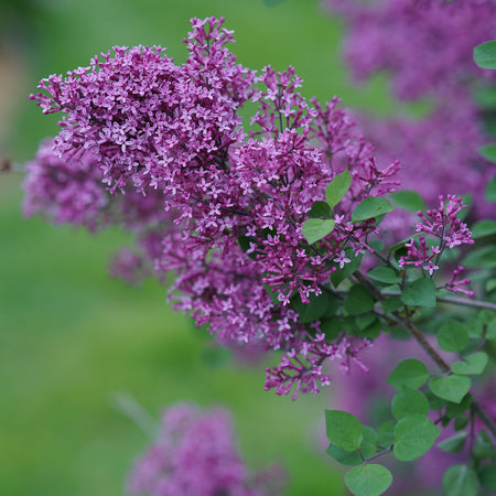 Lilac bloom purple in front of a green background