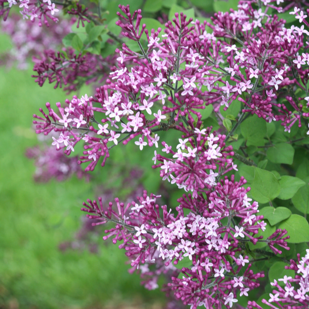 Close-up of purple flowers with green leaves on a blurred green background