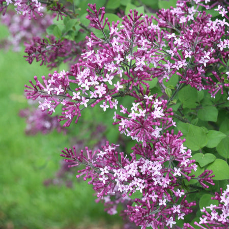 Close-up of purple flowers with green leaves on a blurred green background