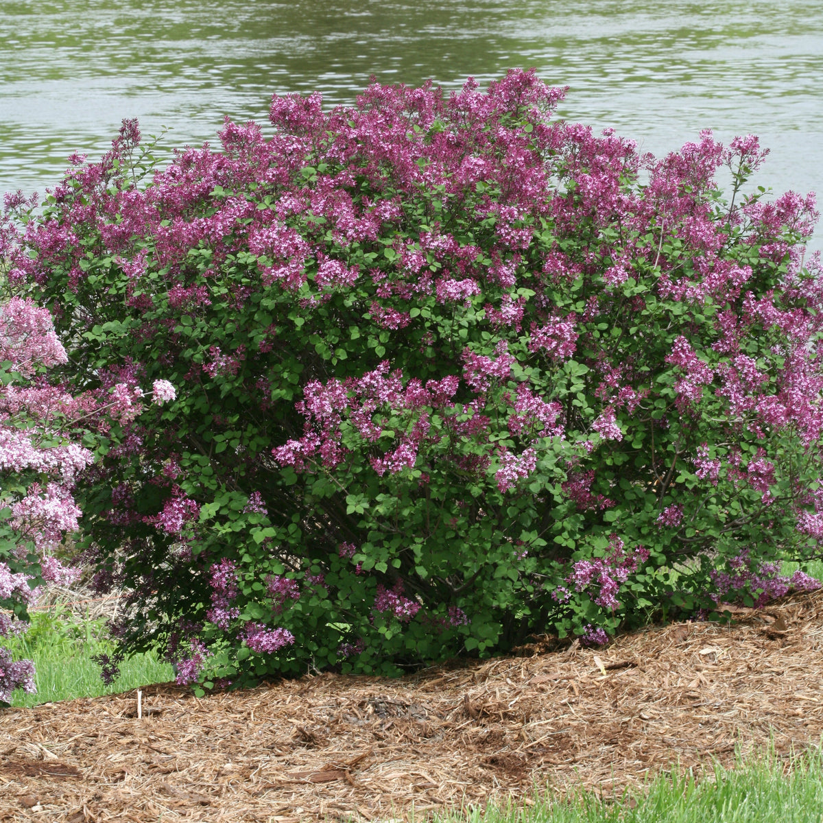 Lilac bush with pink flowers by a body of water