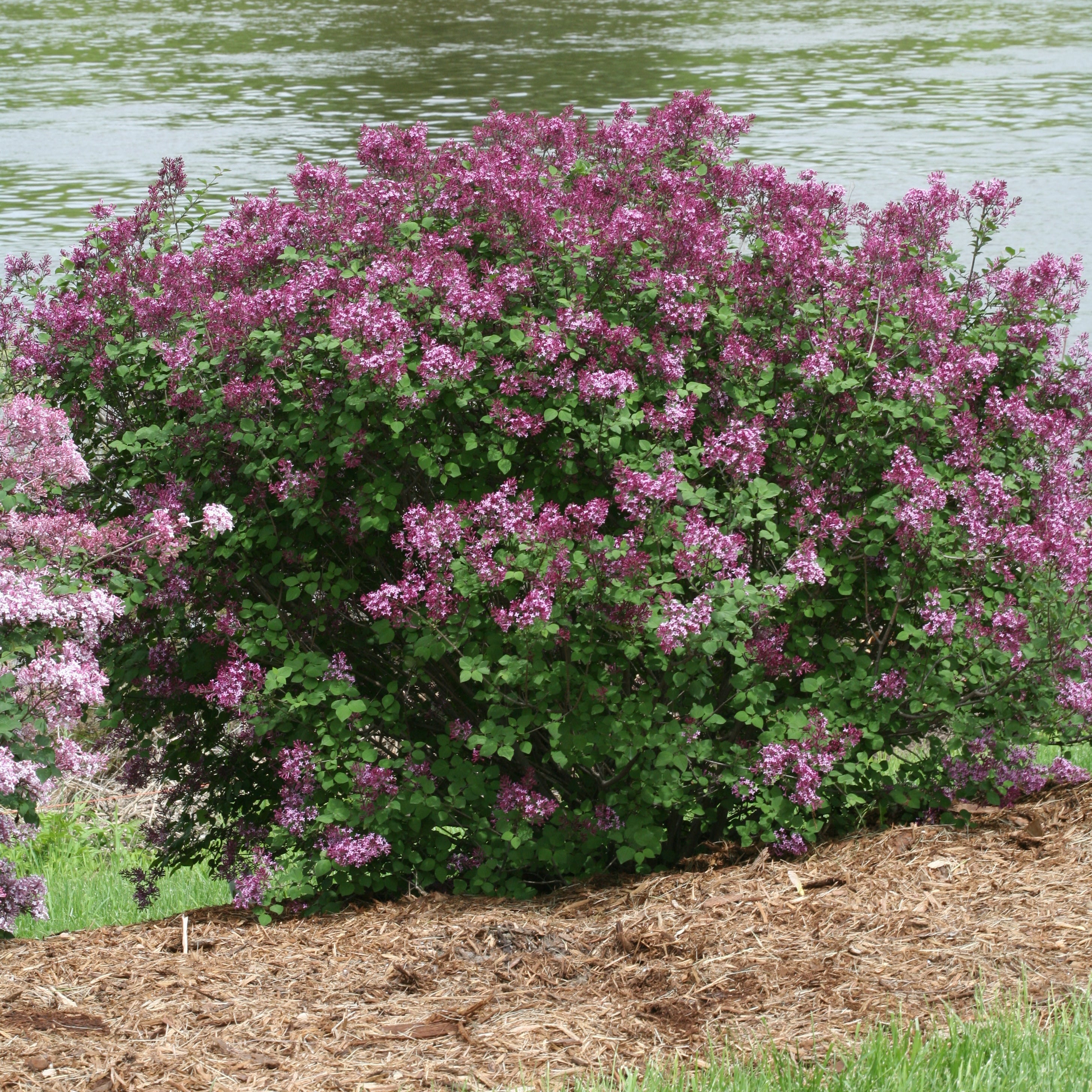 Lilac bush with pink flowers by a body of water