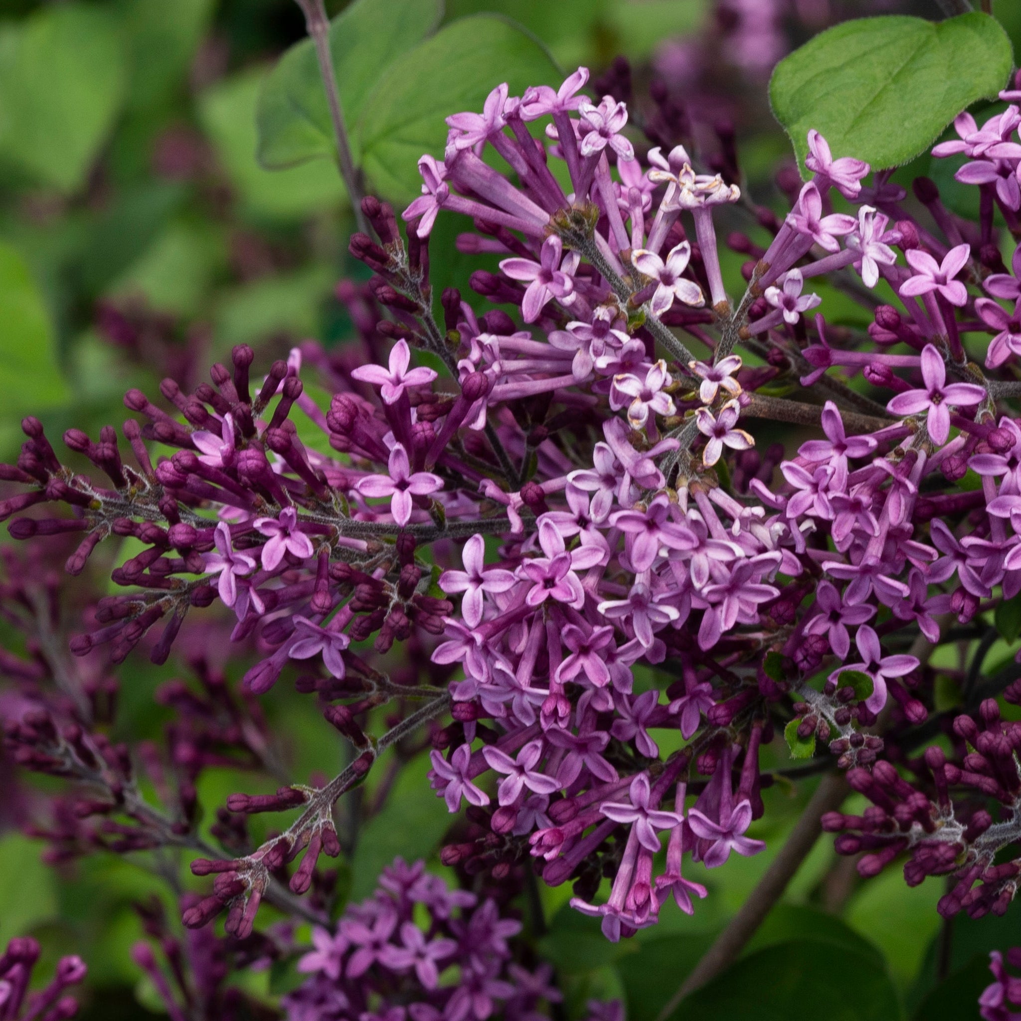 Close-up of purple flowers with green leaves