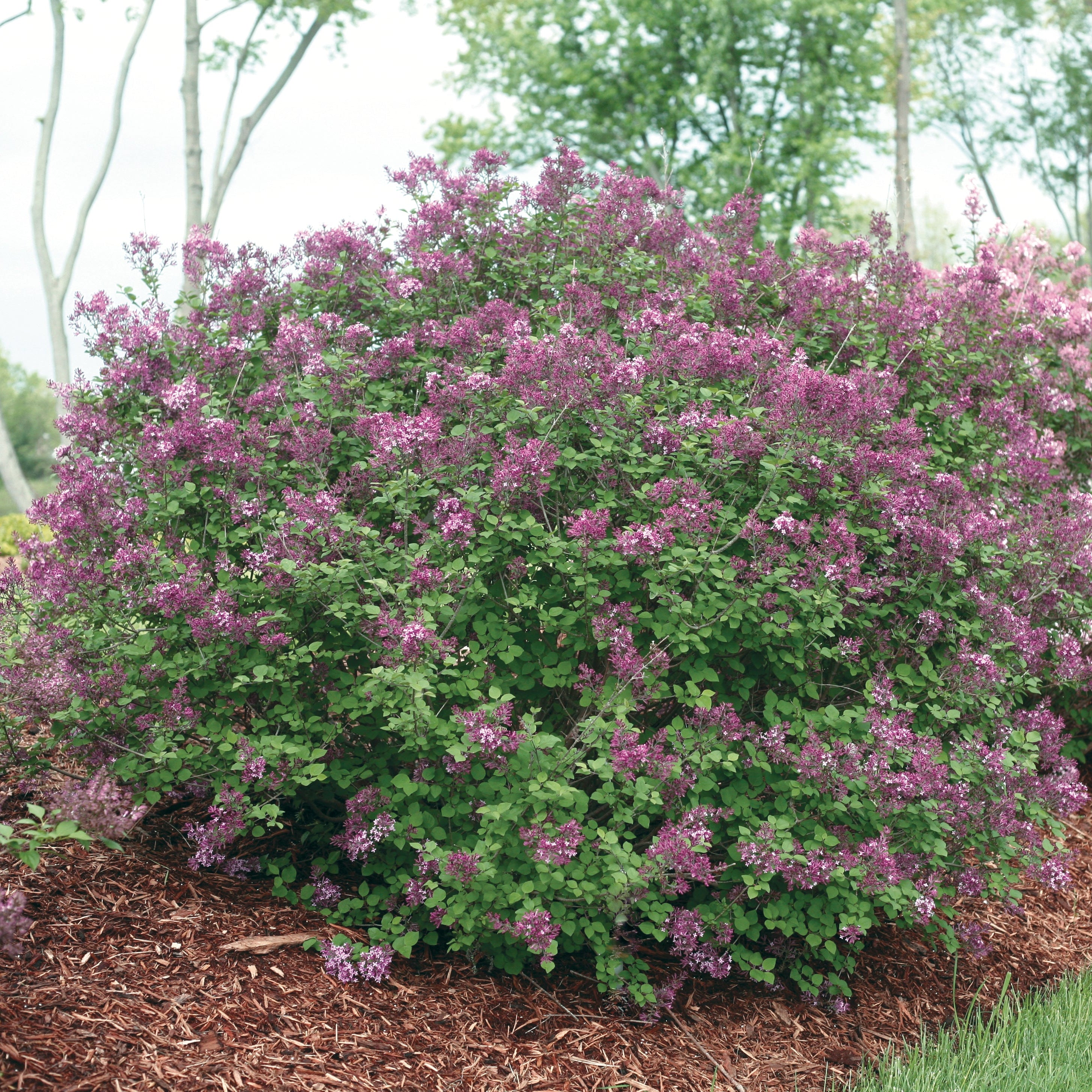 Bush with purple flowers in a garden setting