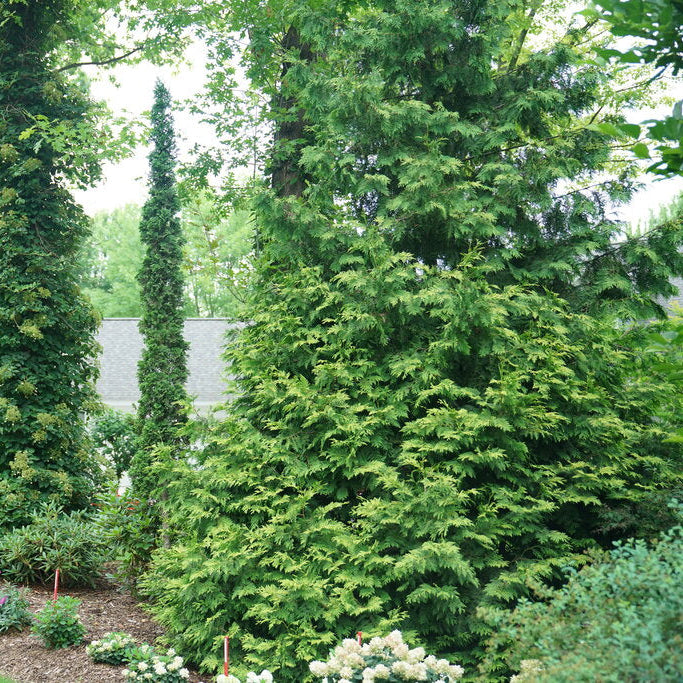 Sting® Arborvitae - Thuja – New Blooms Nursery