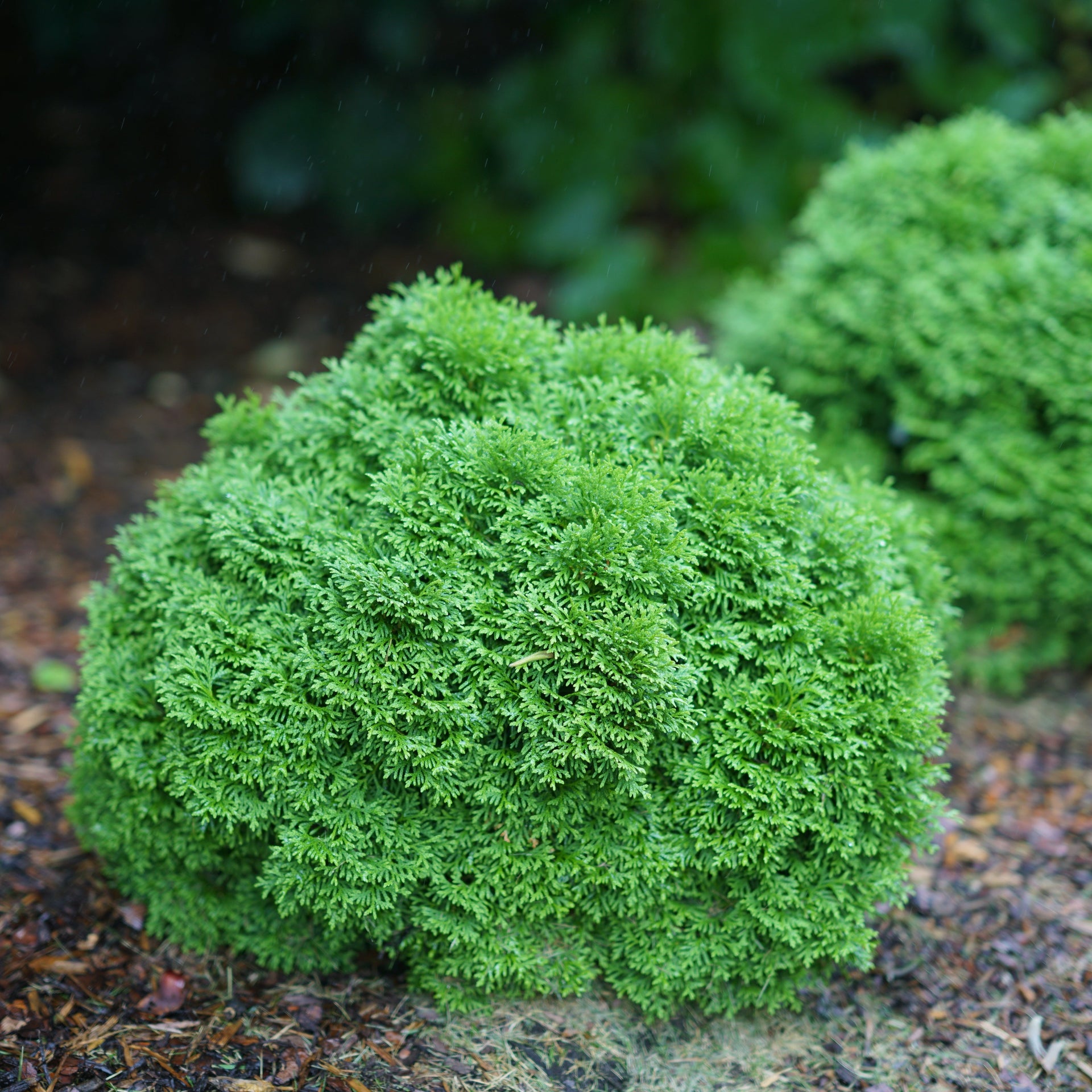 Tater Tot Arborvitae - Thuja