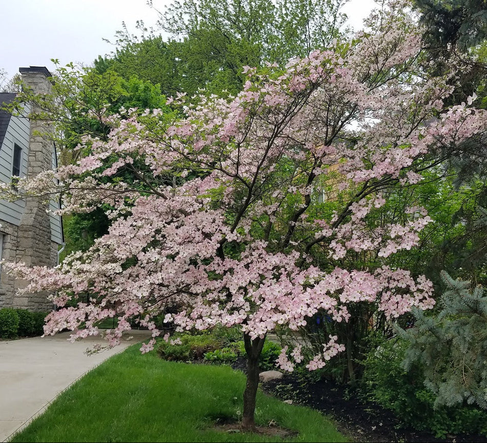 Stellar Pink® Dogwood Rutgan - Hybrid Pink Dogwood