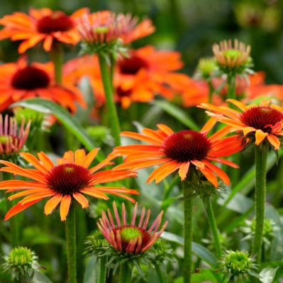 Echinacea 'Orange Skipper'- Coneflower