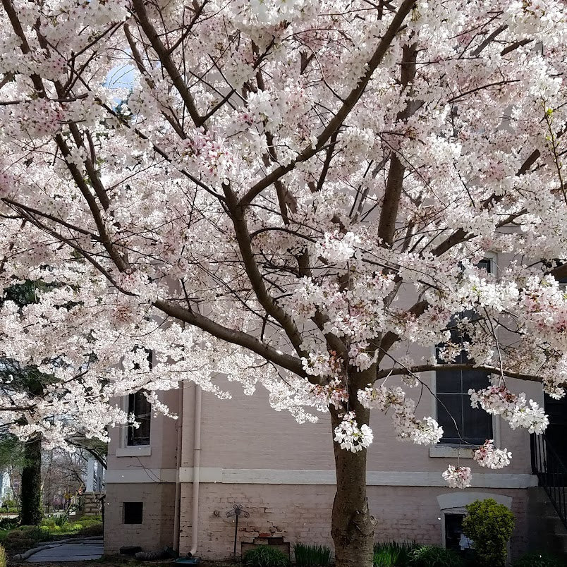 Yoshino Cherry Tree