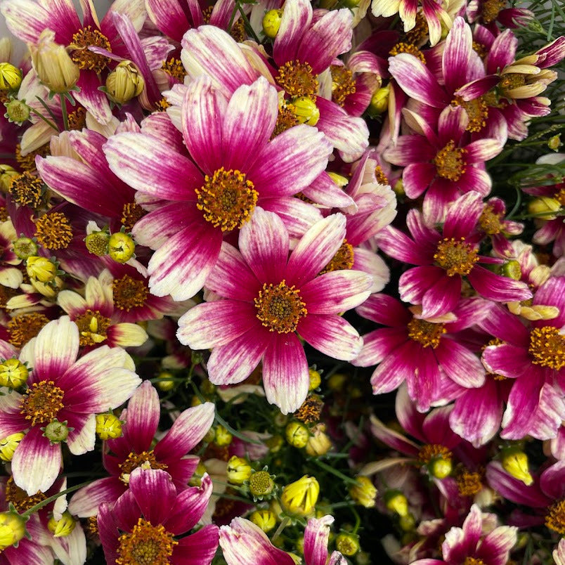 Coreopsis Zesty Zinger - Tickseed – New Blooms Nursery