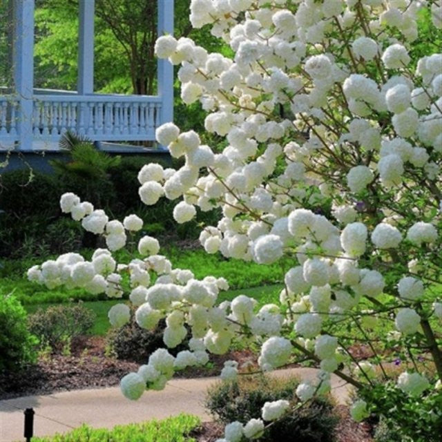 Chinese Snowball Viburnum
